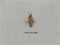 藏品(素刺蛾)的圖片